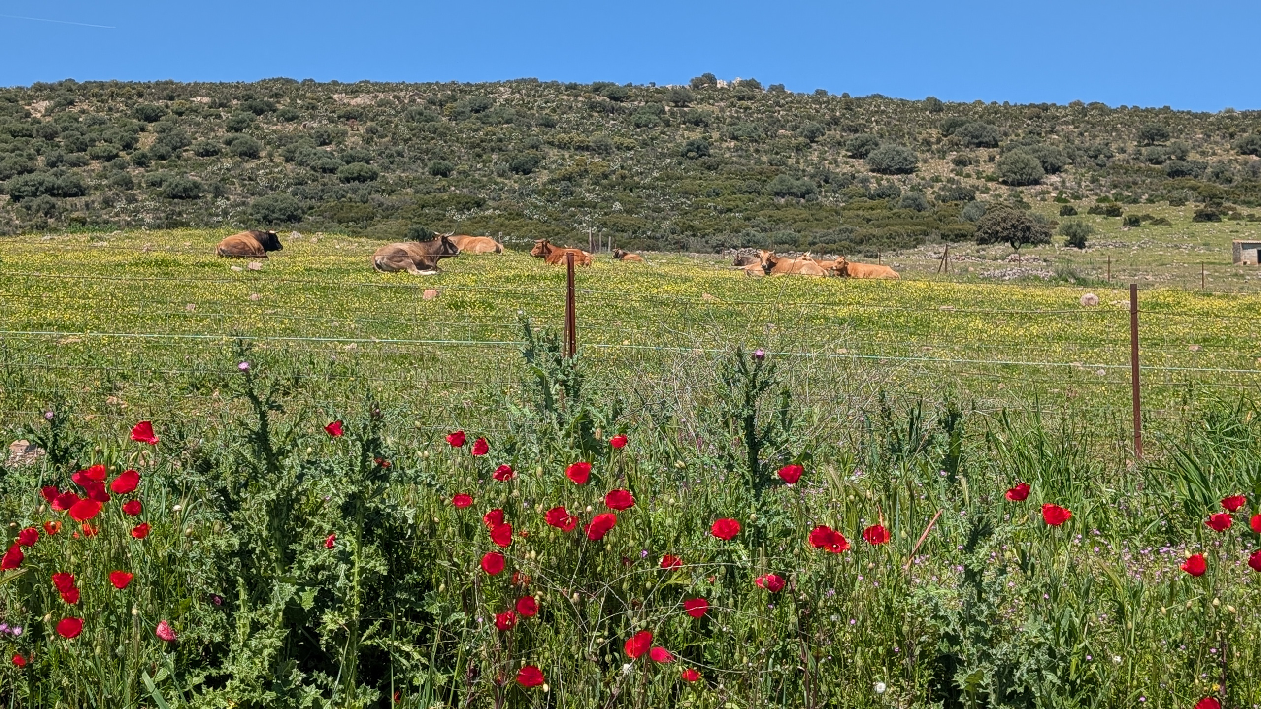 Rinder in der Blumenwiese – roter Mohn im Vordergrund